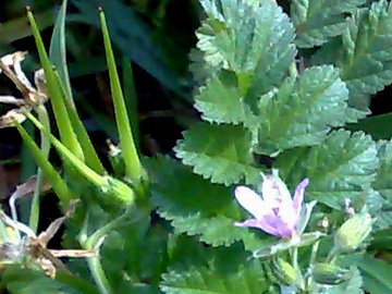 Erodium moschatum / Becco di gr aromatico